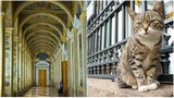Độc đáo bảo tàng “thuê” mèo để bảo vệ báu vật