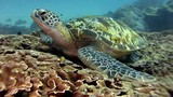 Sốc khi nhìn thấy thứ này trong bụng rùa biển xanh ở Thái Lan 