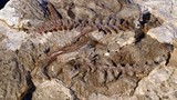 Kinh ngạc hóa thạch sinh vật biến hình thành quái thú