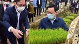 Bí thư, Chủ tịch Hà Nội xuống ruộng cấy lúa cùng nông dân