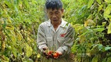 Hà Nội: Vựa rau Mê Linh giờ ra sao sau vụ giải cứu nông sản?