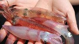 Cua Cà Mau tăng giá kỷ lục, mực nhảy tiền triệu vẫn đắt hàng