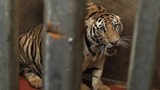 8 con hổ chết có thể do bị gây mê kéo dài