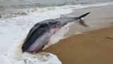 Cá voi 3 tấn dạt vào bờ biển Huế: Điềm báo bội thu?