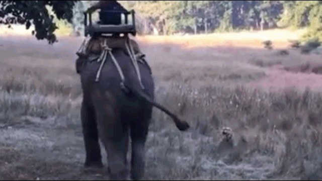 Video: Hổ dữ ngông cuồng lao ra tấn công voi rừng và cái kết 