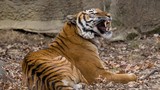 Loài hổ Mã Lai đặc biệt sao phải nỗ lực bảo tồn gấp? 