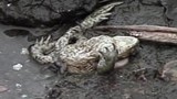 Bí ẩn vụ hơn 1.000 con ếch nổ tung ở “hồ tử thần" 