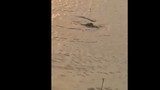 Sự thật cá sấu bơi lội ở hồ Tây gây xôn xao dư luận 