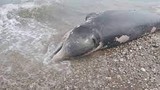Cá voi mõm khoằm bất ngờ dạt vào bờ biển: Lộ sự thật đau lòng! 