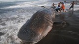 Cá mập voi khủng mắc cạn ở bờ biển Indonesia: Loài nguy cấp! 