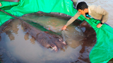 Tận mục cá đuối khổng lồ 300 kg dân vừa bắt được trên sông Mekong