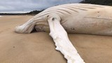 Cá voi lưng gù trắng dạt vào bãi biển Australia: Loài cực hiếm! 