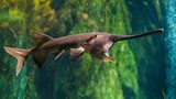 Cá tầm thìa chính thức tuyệt chủng sau 200 triệu năm: Loài đặc biệt! 