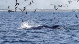 Cá voi liên tục xuất hiện ở biển Đề Gi: Tín hiệu đáng mừng! 