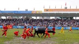 Trâu nội bị chọi “văng”, trâu mua từ Campuchia lên ngôi vô địch