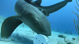 Tròn mắt kinh ngạc loài cá mập “đi bộ” tài tình dưới đại dương 