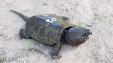 75 cá thể rùa đầu to bị vận chuyển trái phép: Loài cực hiếm! 