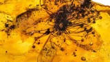 Bí mật bông hoa trong hổ phách gần 40 triệu năm tuổi 
