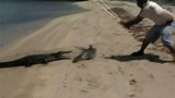 Video: Cá sấu bò lên bờ cướp cá mập của ngư dân