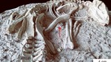 Những hóa thạch quý hiếm được tìm thấy một cách tình cờ