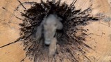 Giải mã bí ẩn về con chó săn vùi xác giữa thân cây sồi