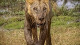 Sư tử hoang dã già nhất thế giới bị giết chết