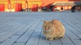 Bật mí thú vị “đội bảo vệ” khoảng 200 con mèo ở Tử Cấm Thành