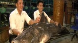Giật mình loạt “thủy quái” khủng lọt lưới ngư dân Việt 