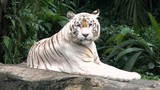 Hổ Bengal sinh 7 con tại Việt Nam: Loài "quý như vàng" trong sách Đỏ! 