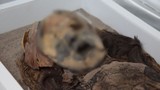 Phát hiện xác ướp cổ xưa nhất TG: Xác ướp Ai Cập chưa là gì! 
