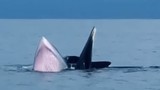 Cá voi bất ngờ xuất hiện ở biển Cô Tô, thoải mái bơi gần tàu cá 