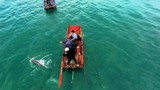 Tận mục đàn cá heo 30 con tung tăng bơi lội ở Cô Tô