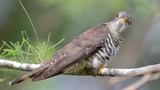 Sự thật bất ngờ về loài chim “bắt cô trói cột” nổi tiếng Việt Nam
