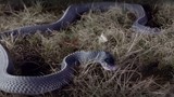 Loài rắn “quái vật​” có thể xơi tái những con rắn cực độc