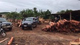 Tạm giam giám đốc doanh nghiệp gỗ để điều tra gần 200m3 gỗ lậu