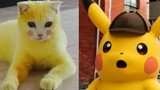 "3 phần bất lực 7 phần cam chịu" chú mèo bị sen hoá Pikachu