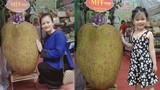 Độc lạ Việt Nam: Quả mít khổng lồ vượt xa kỷ lục thế giới