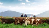 Đức Long Gia Lai "lấn sân" chăn nuôi bò sữa dù kinh doanh thua lỗ