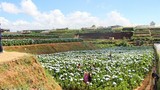  Giới trẻ đua nhau check-in cánh đồng hoa cẩm tú cầu đẹp mê mẩn ở Đà Lạt