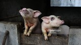 Ảnh thú vị về lợn Việt Nam qua ống kính phóng viên quốc tế (2) 