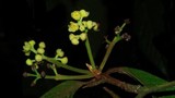 Phát hiện loài thực vật mới ở Việt Nam: Cực hiếm và nguy cấp! 