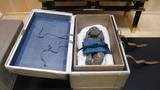 Chụp CT xác ướp "nàng tiên cá" 300 tuổi, lộ bí mật cực choáng 