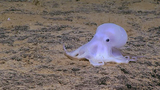 Bí ẩn loài bạch tuộc giống hệt ma, sống ở nơi không ai tin nổi