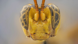 Rùng rợn loài côn trùng có vẻ ngoài trông giống 'người ngoài hành tinh'