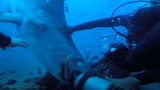 Kinh hãi cảnh cá mập khổng lồ cắn đầu thợ lặn dưới biển