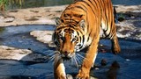 Số phận hổ Việt Nam trong bảo vệ động vật hoang dã