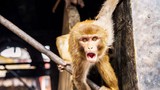 Các nhà khoa học đang tạo ra loài động vật lai giữa người và khỉ