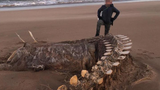 Bí ẩn bộ xương khổng lồ trên bờ biển, bị đồn là 'quái vật hồ Loch Ness'