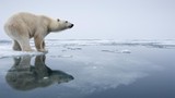 Tại sao gấu Bắc Cực không có mặt ở Nam Cực?