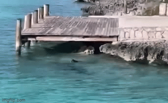 Video: Khoảnh khắc chú chó lao xuống biển tấn công cá mập khổng lồ